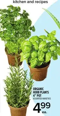 Metro ORGANIC HERB PLANTS 4 POT offer