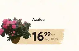 Marche Leo's Azalea offer
