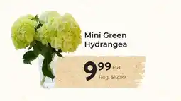 Marche Leo's Mini Green Hydrangea offer
