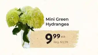 Marche Leo's Mini Green Hydrangea offer