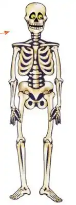 Party City Unique Hanging Skeleton Halloween Decoration, 35-in offer