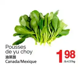 T&T Supermarket Pousses de yu choy offer