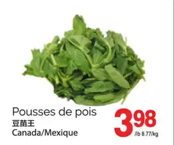 T&T Supermarket POUSSES DE POIS offer