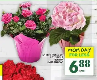 Food Basics 6 Mini Roses or 4.5 single Bloom Hydrangeas offer