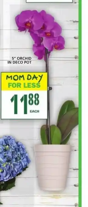Food Basics 5 Orchid in Deco Pot offer