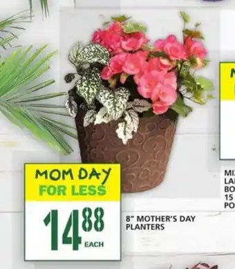 Food Basics 8 Mother's Day Planters offer
