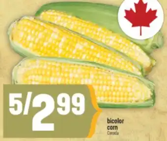 Marché Adonis Bicolor corn offer