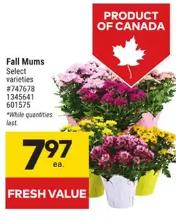 Giant Tiger Fall Mums offer