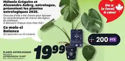 IGA Monstera ASTROLOGICAL PLANT offer