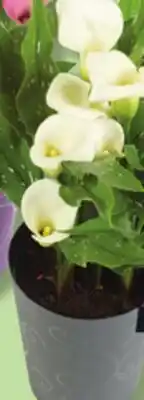 IGA CALLA LILY offer