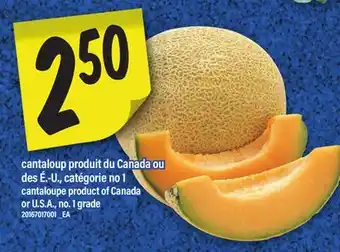 Maxi CANTALOUP | CANTALOUPE offer