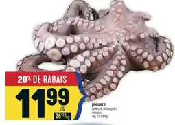 Marché Adonis PIEUVRE | OCTOPUS offer