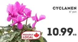 IGA Cyclamen offer