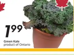 Sobeys Green Kale offer