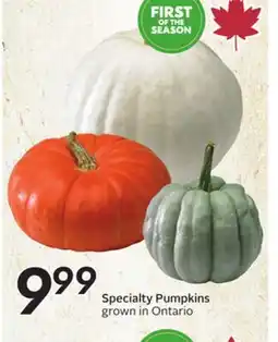 Sobeys Specialty Pumpkins offer