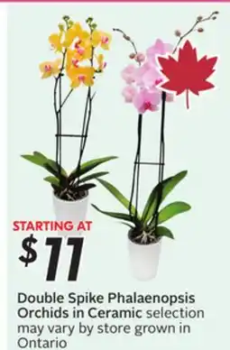 Sobeys Double Spike Phalaenopsis Orchids in Ceramic offer