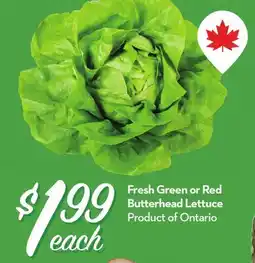 Longo's Fresh Green or Red Butterhead Lettuce offer