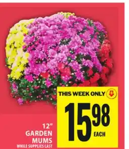 Food Basics 12 GARDEN MUMS offer