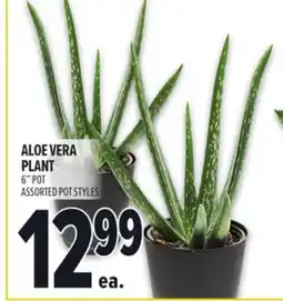 Metro ALOE VERA PLANT offer