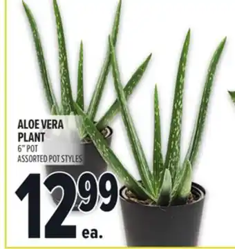 Metro ALOE VERA PLANT offer