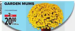 Metro GARDEN MUMS offer