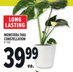 Metro MONSTERA THAI CONSTELLATION offer