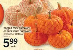 Fortinos BAGGED MINI PUMPKINS OR MINI WHITE PUMPKINS WHITE, EACH offer