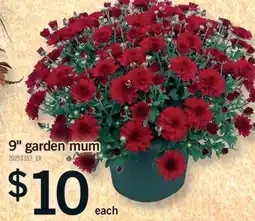 Fortinos GARDEN MUM, 9 offer