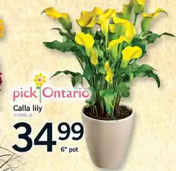 Fortinos CALLA LILY, 6 POT offer