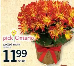 Fortinos POTTED MUM, 6 POT offer