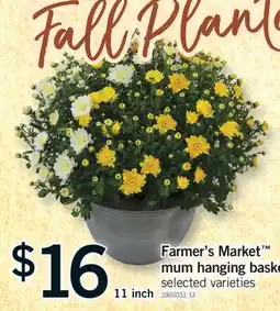 Fortinos FARMER'S MARKET MUM HANGING BASKET, 11 INCH offer