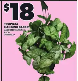 Loblaws TROPICAL HANGING BASKET, EACH offer