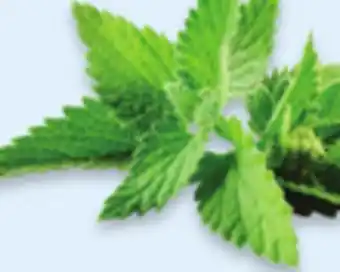 Walmart Menthe offer