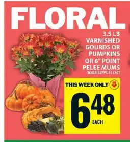 Food Basics Varnished Gourds or Pumpkins or 6 Point Pelee Mums offer