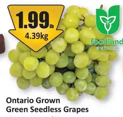 Starsky Ontario Grown Green Seedless Grapes offer