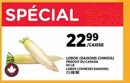 Kim Phat LOBOK (CHINESES DAIKONS) offer