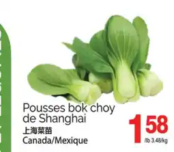 T&T Supermarket POUSSES BOK CHOY DE SHANGHAI offer