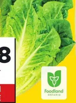 Giant Tiger 3 pack romaine hearts offer