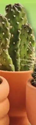 IGA LES INDISPENSABLES CACTUS offer