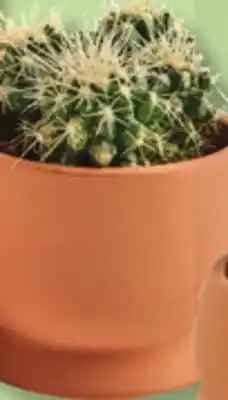 IGA CACTUS OR SUCCULENT offer