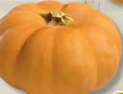 IGA Butterkin SQUASHES offer