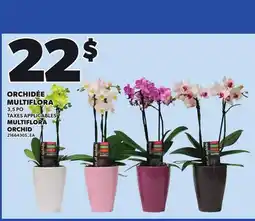 Provigo MULTIFLORA ORCHID, 3,5 PO offer