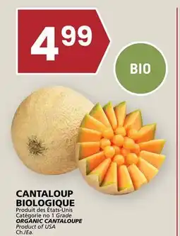 Rachelle-Bery Grocery ORGANIC CANTALOUPE offer