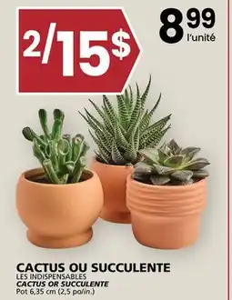Rachelle-Bery Grocery LES INDISPENSABLES CACTUS OR SUCCULENTE offer