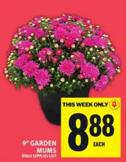 Food Basics 9 GARDEN MUMS offer
