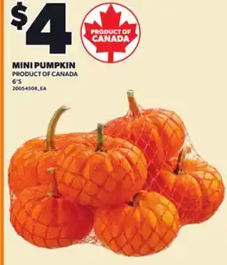 Loblaws MINI PUMPKIN, 6'S offer