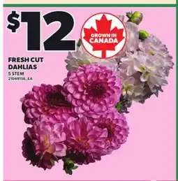 Loblaws FRESH CUT DAHLIAS offer