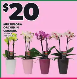 Loblaws MULTIFLORA ORCHID IN CERAMIC, 3.5 INCH offer