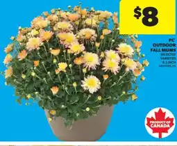 Real Canadian Superstore PC OUTDOOR FALL MUMS, 9.5 INCH offer