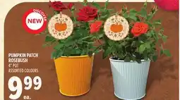 Metro PUMPKIN PATCH ROSEBUSH offer